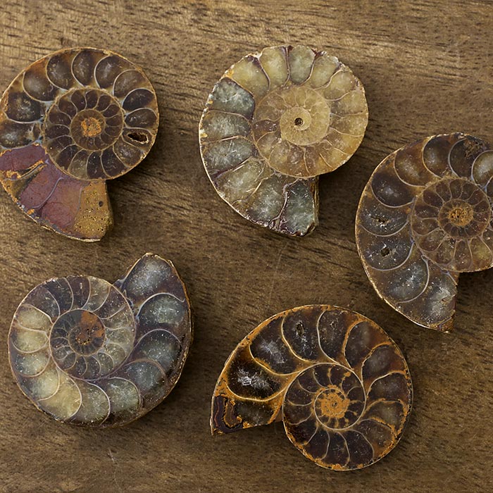 在庫限り】アンモナイト（化石）横穴 左回り/ブラウンS | ・天然石