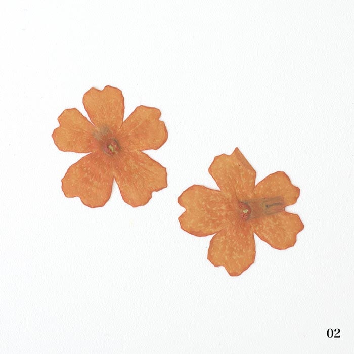 ドライフラワー（押し花） オレンジ【封入資材/封入パーツ/レジン