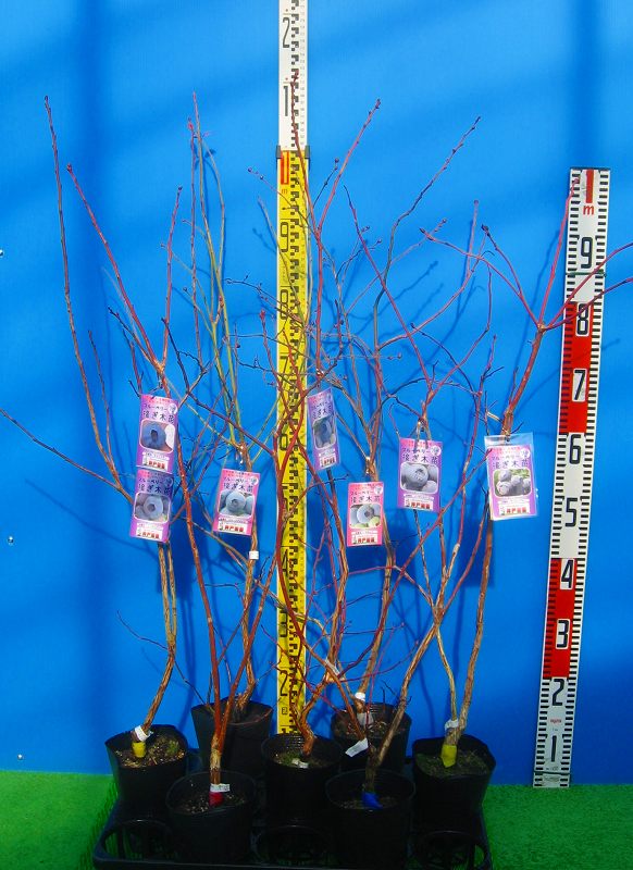 チャンドラー 接ぎ木2年生苗 ブルーベリー苗木 ブルーベリー 苗木