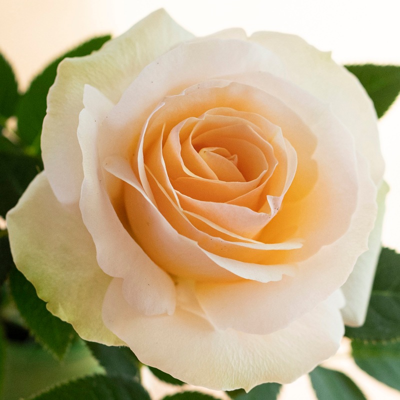 1_000000000025.jpg?1741931089