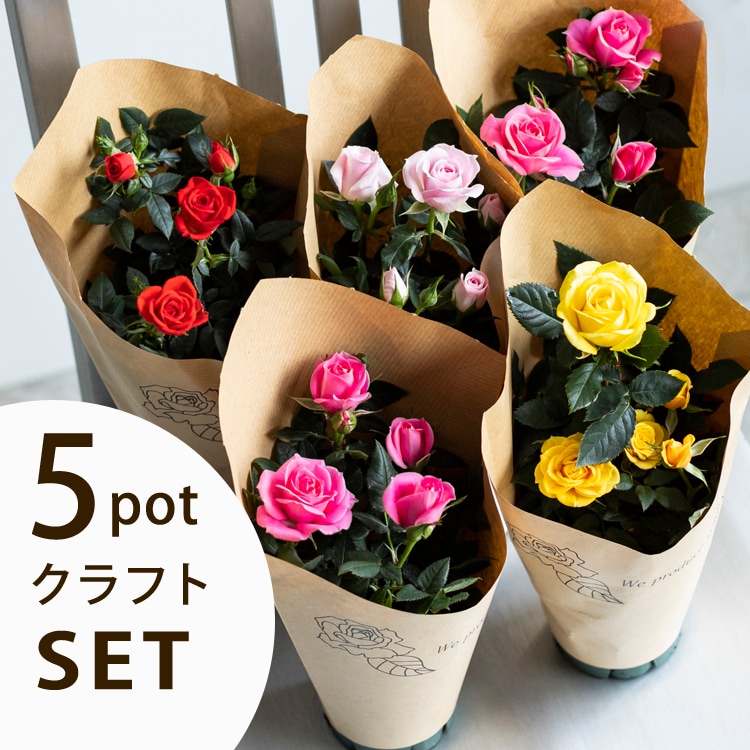 送料無料】ミニバラ5鉢セット サンクスローズ | ミニバラギフト