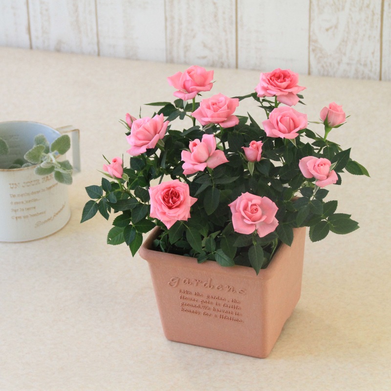 送料無料】ミニバラ鉢植え エコロ・スクエア | ミニバラギフト