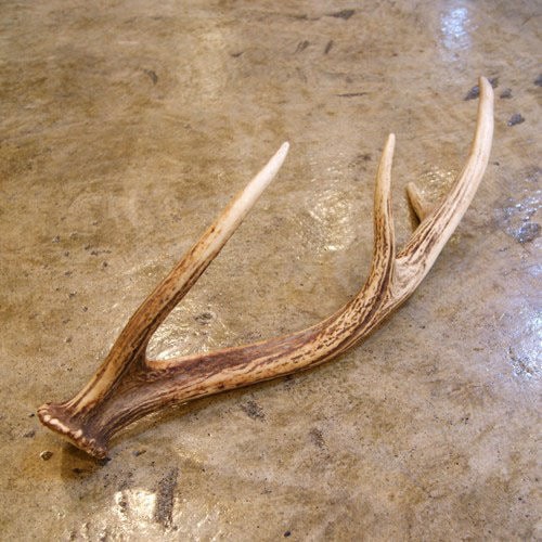 北海道の自然鹿の角 の販売【CHARCOAL*GREEN】公式オンラインストア