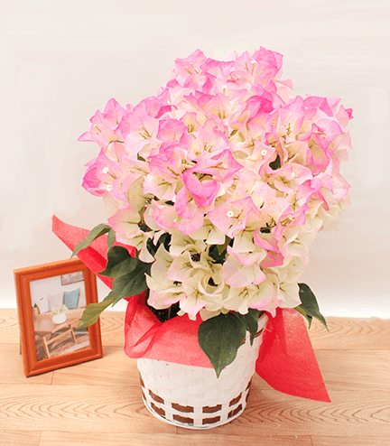 クリスタルピンク(6号鉢) | 大きめサイズ（6号鉢） | ブーゲンビリア