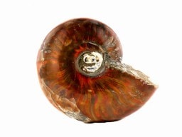 アンモライト （アンモナイト） 化石 原石 No.7｜最高級パワーストーン