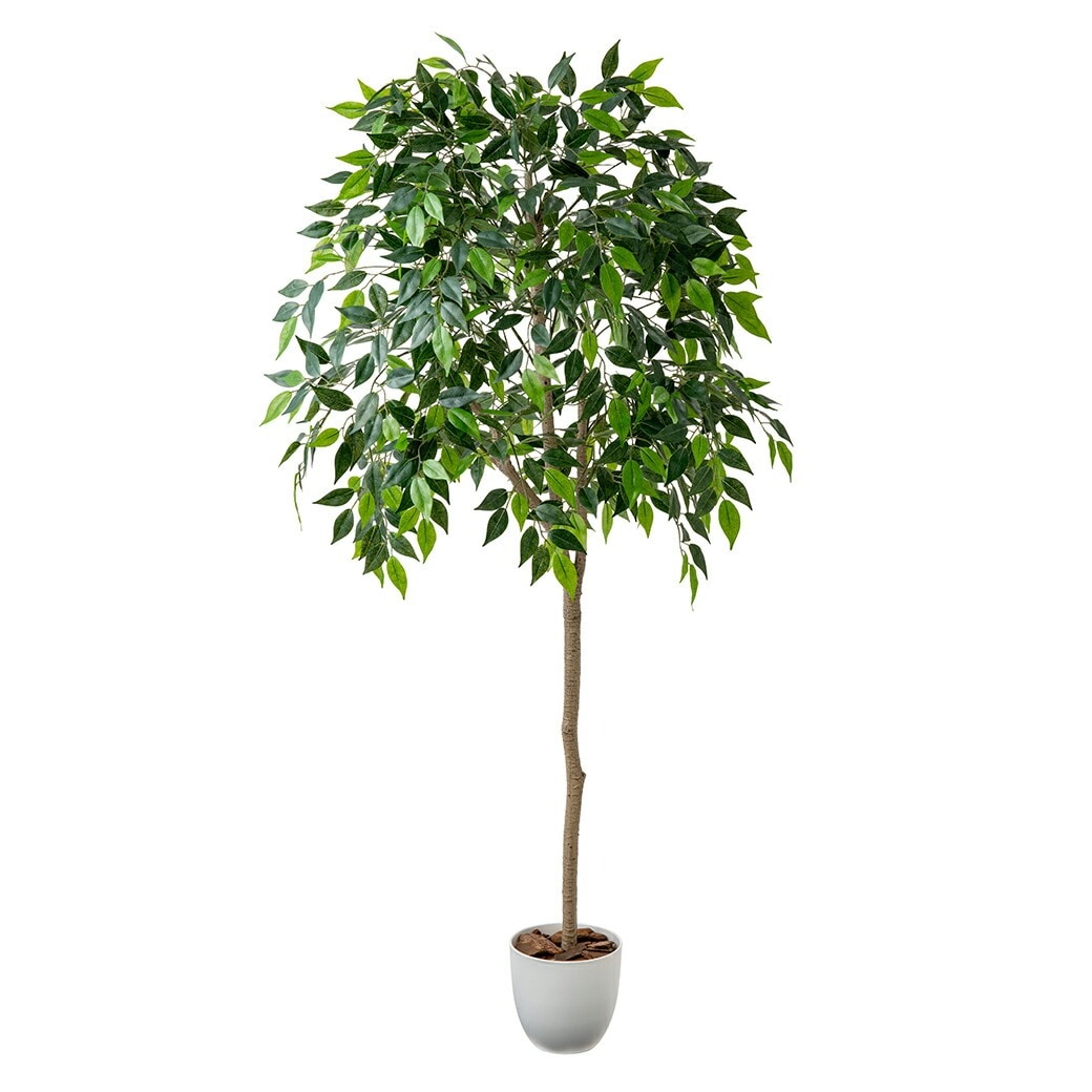 光触媒 風水インテリアグリーン ベンジャミン｜ファミリー・ライフ公式通販