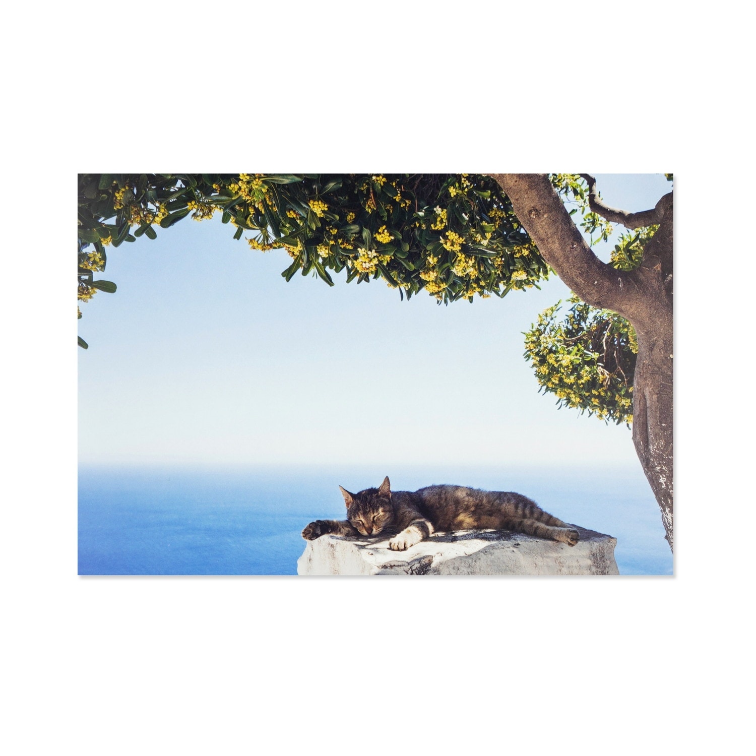 サマーポストカード お昼寝ネコ｜pcr-142 | 手紙・カード,ポストカード