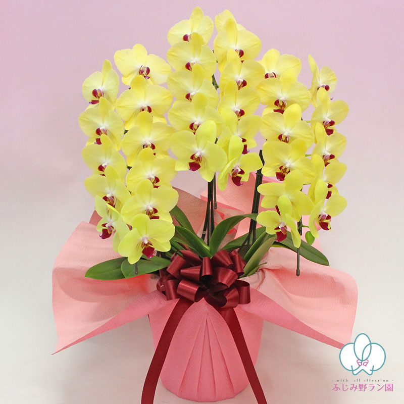 中胡蝶蘭「黄色」 3本立ち | 中輪胡蝶蘭 | ふじみ野ラン園 本店