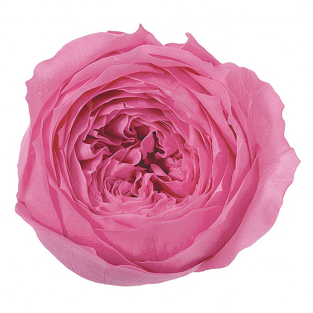 ローズ・てまり プリンセスピンク 8輪 大地農園 DO002460-181