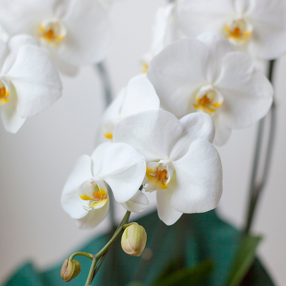 胡蝶蘭（ホワイト）3本立ち通販｜GREEN PIECE