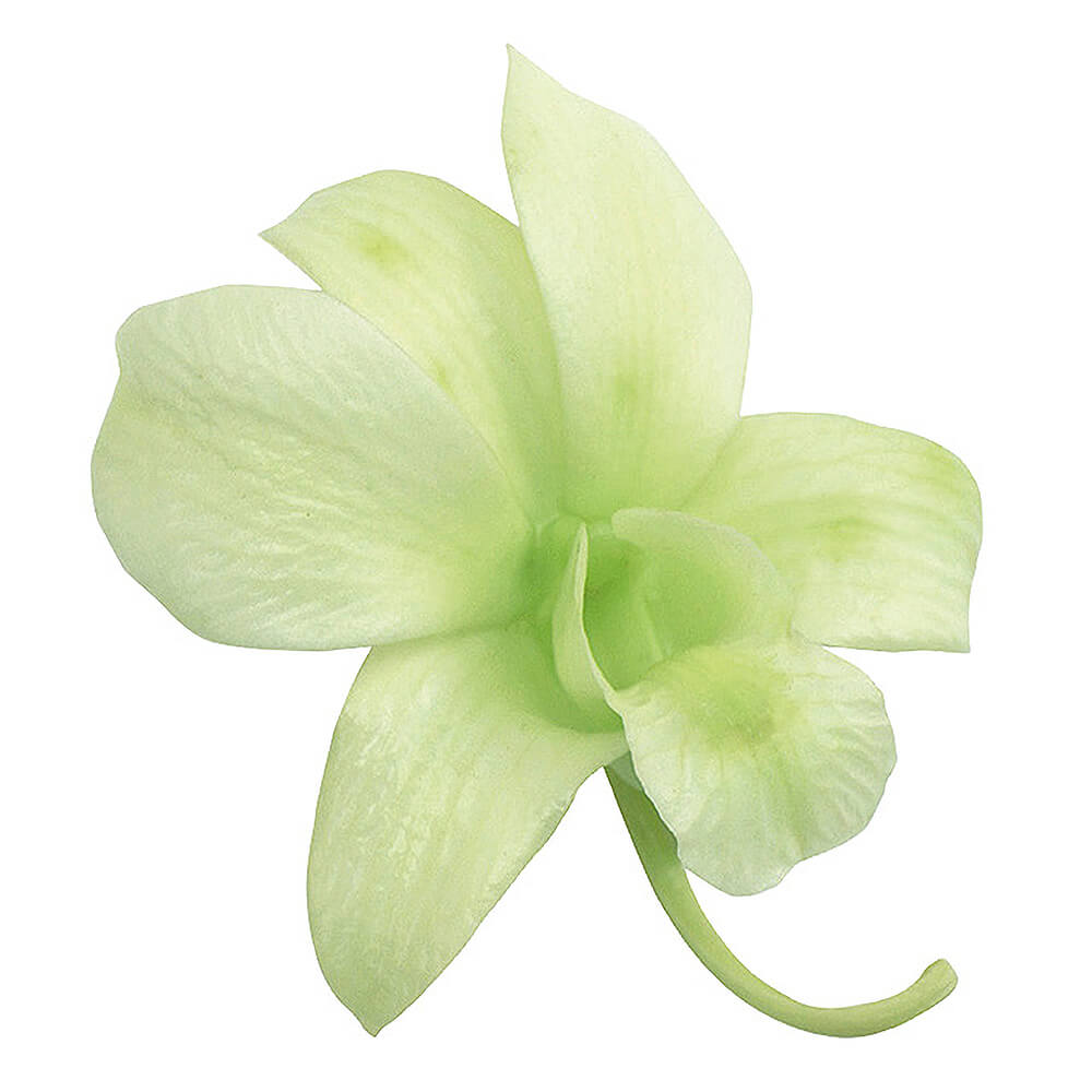 デンファレ フレッシュグリーン 8輪 大地農園 DO002390-701