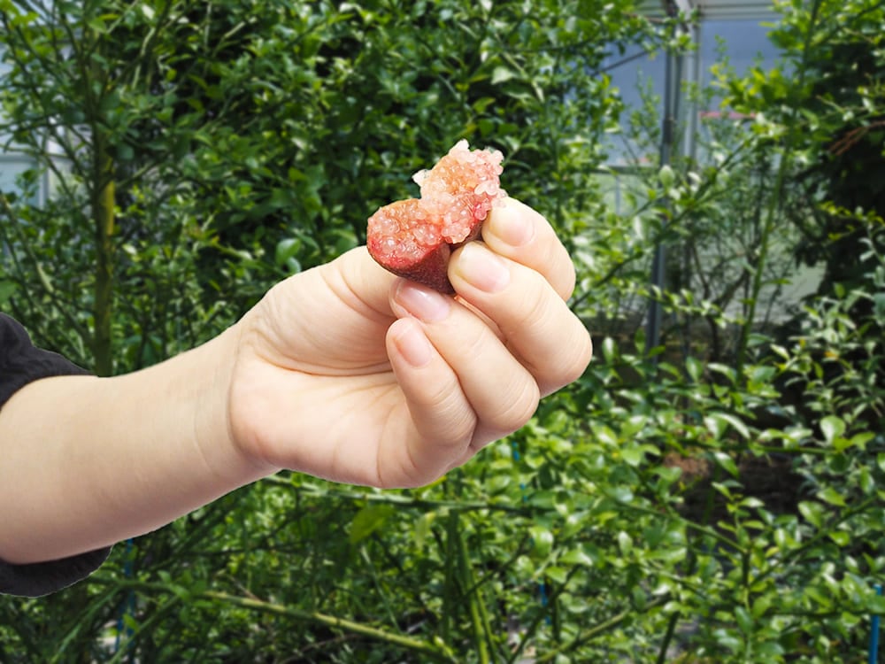 フィンガーライム「ピンク」 接木苗 12cmポリポット 果樹 苗 通販 greenery