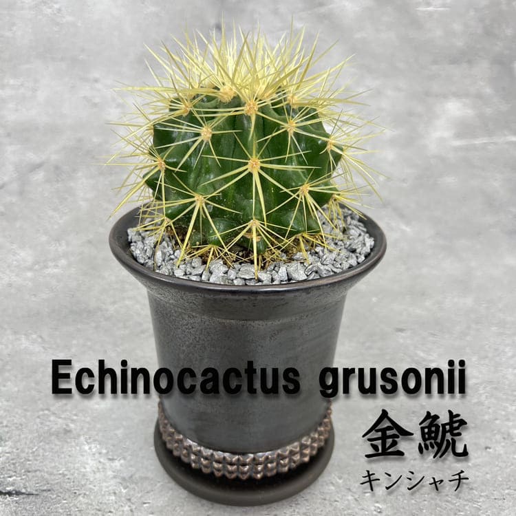 サボテン 金鯱（キンシャチ） 鉢付き （陶器鉢/ブロンズカラー） 化粧