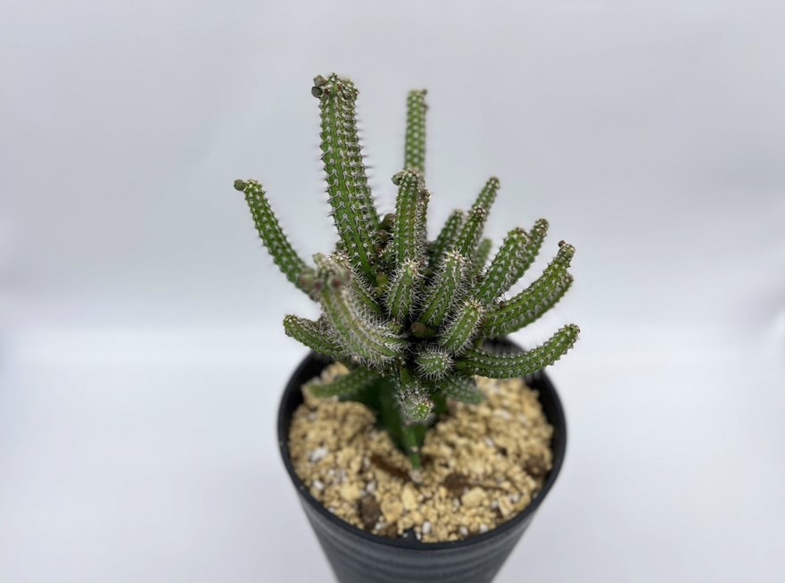 ユーフォルビア バイオエンシス 5号 鉢植え/接木 【現品販売】 【送料