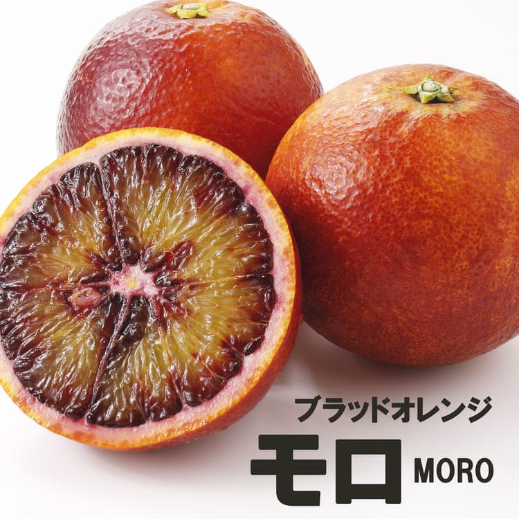 ブラッドオレンジ 「モロ」 鉢（直径約17cm） 果樹 苗 苗木 通販 greenery
