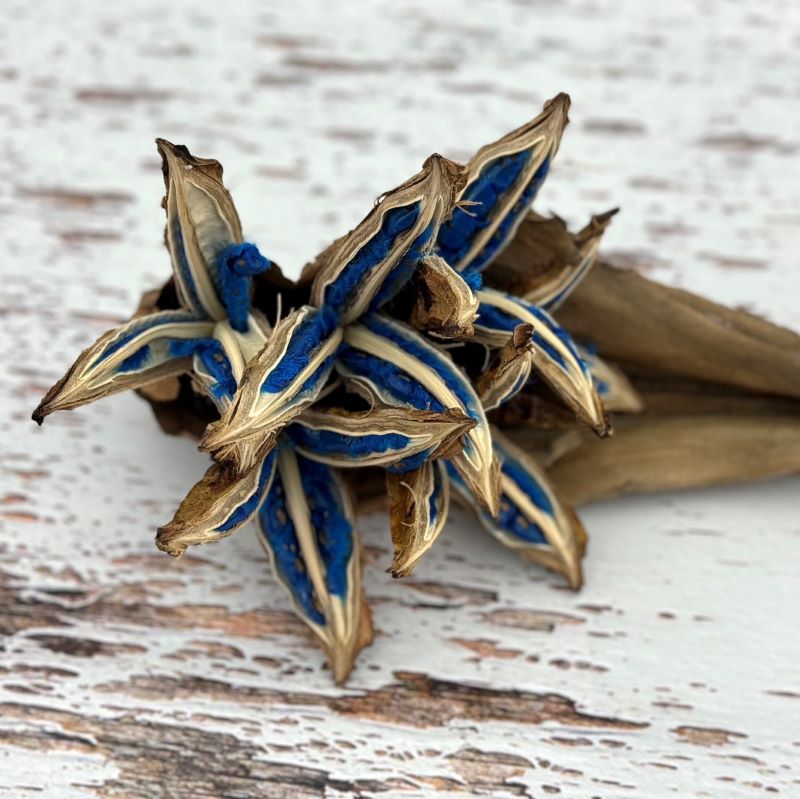 希少 旅人の木 タビビトノキ タネ 種 Mサイズ 苗 園芸 花 通販 greenery