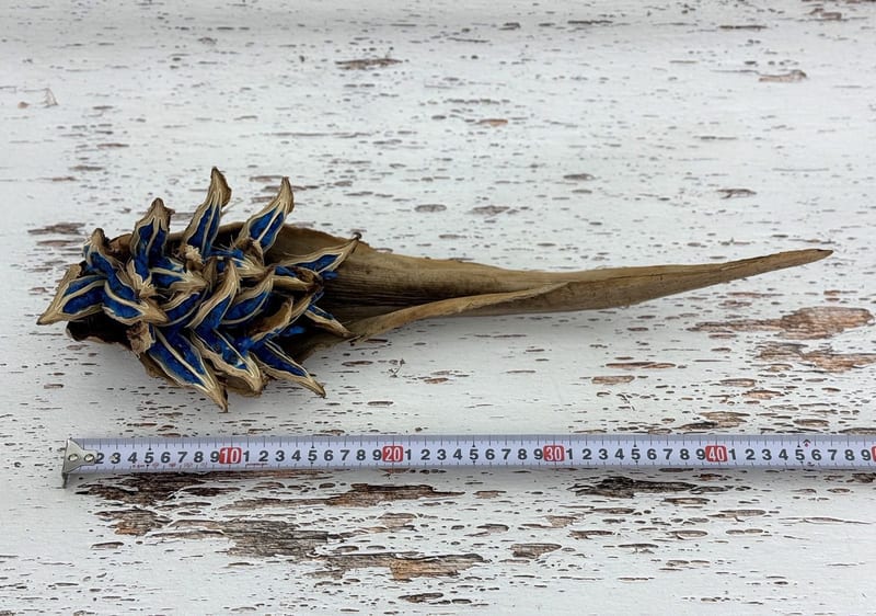 希少 旅人の木 タビビトノキ タネ 種 Lサイズ 苗 園芸 花 通販 greenery