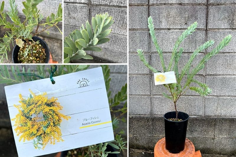 アカシア「ブルーブッシュ」18cm鉢植え 6号 6寸 園芸 ガーデニング
