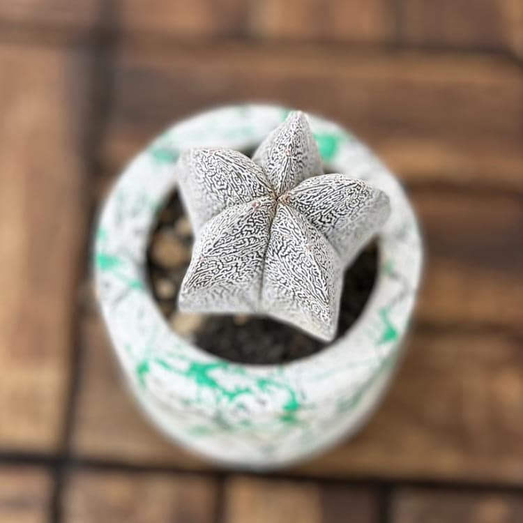 アストロフィツム 恩塚鸞鳳玉（おんづからんぽうぎょく） 9cm鉢植え