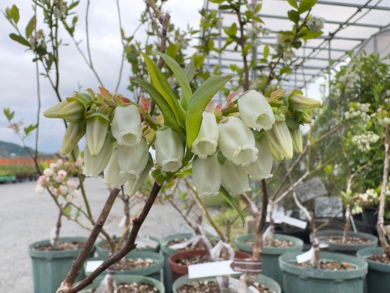 ブルーベリー 「オニール」サザンハイブッシュ 果樹 苗 苗木 通販 greenery