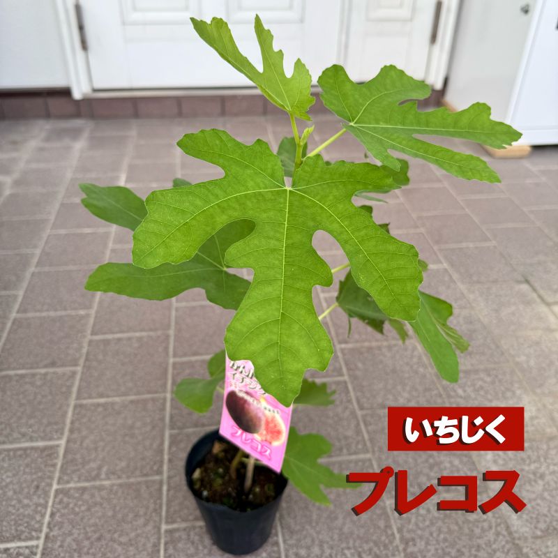 イチジク 「プレコス」 4号ポット 通販 greenery