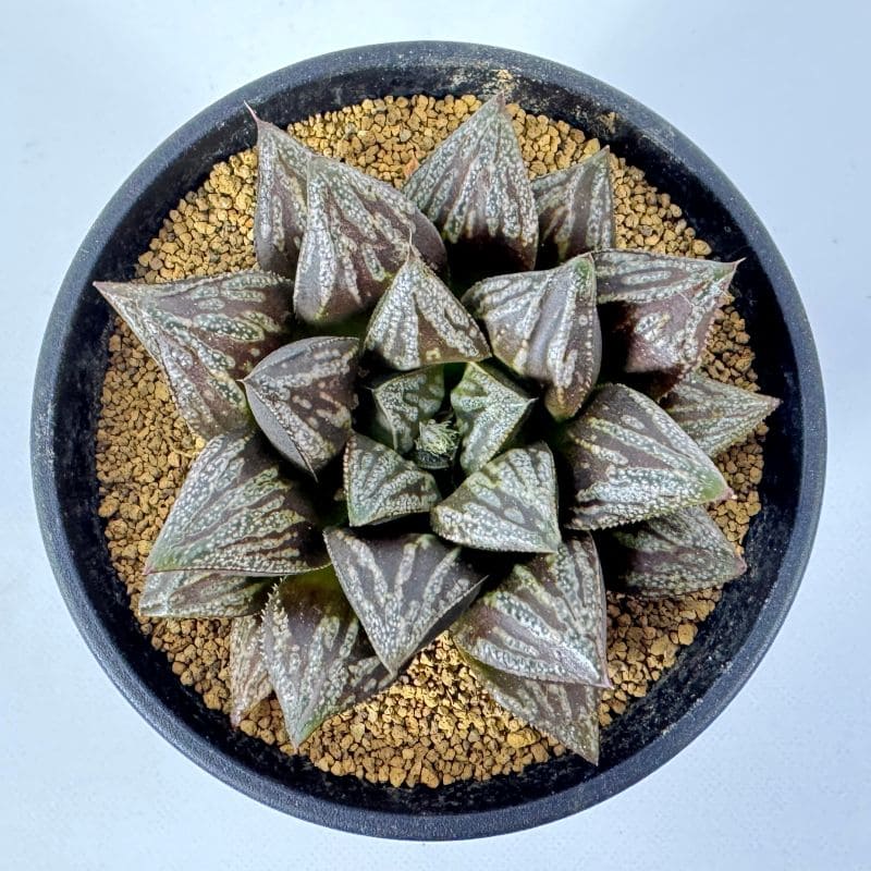 ハオルチア ムチカ系 交配種 10cm鉢 苗 園芸 ガーデニング 通販 greenery