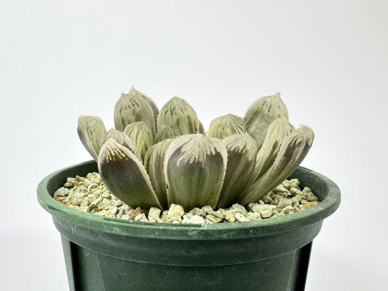 ハオルチア ピリフェラ 錦 11cmスリット鉢 苗 園芸 ガーデニング 通販