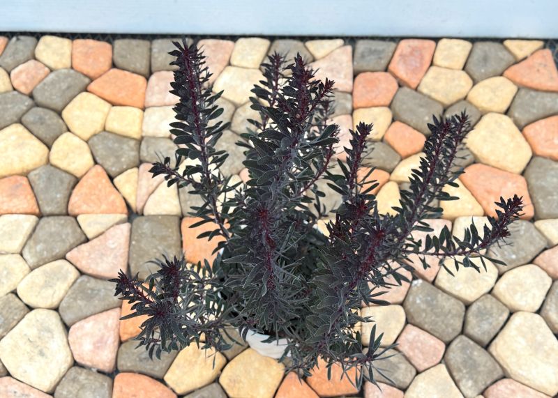 リューカデンドロン バーガンディサンセット 7号 プラ鉢 切り花 花木