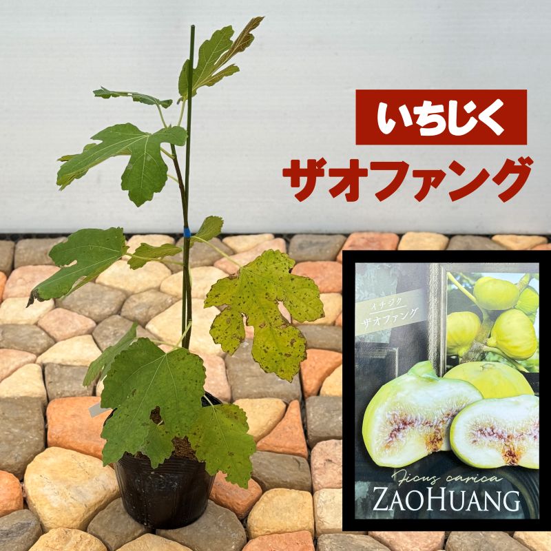 イチジク 「ザオファング」 5号ポット 通販 greenery