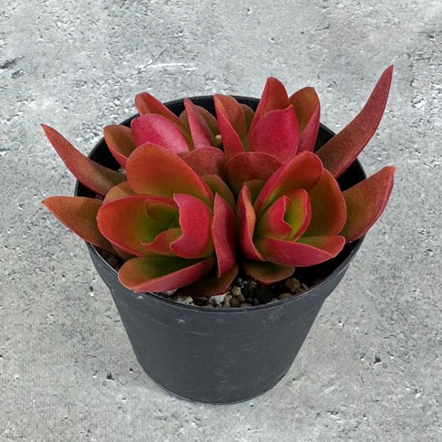 姫月下美人 月下美人 ヒメゲッカビジン 5号 吊り下げ 苗 苗木 鉢苗