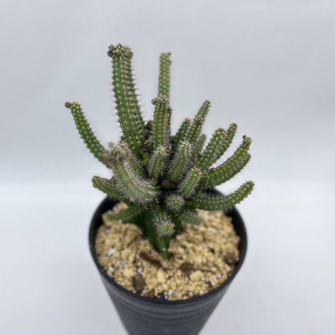 ユーフォルビア バイオエンシス 5号 鉢植え/接木 【現品販売】 【送料