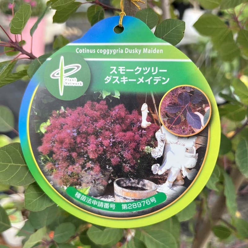 スモークツリー 「ダスキーメイデン」 8号 プラスチック鉢 1点もの