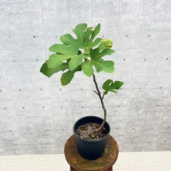 イチジク 「イスラエル」 5号イタリアナーセリーポット 通販 greenery