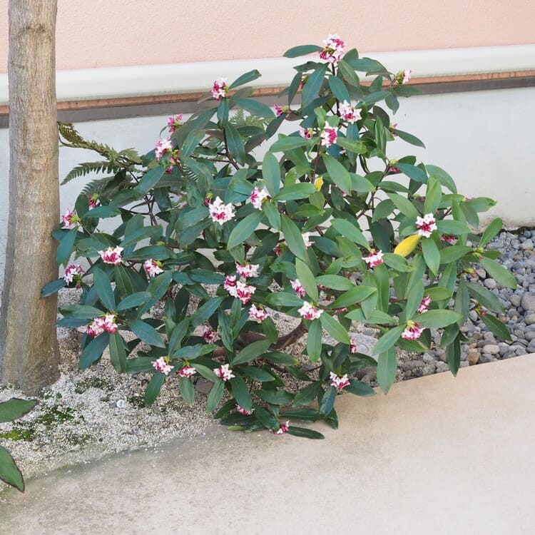 沈丁花（ジンチョウゲ） 赤花 10.5cmポット苗 2個セット