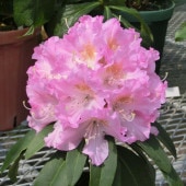 シンビジューム アーチ 7号陶器鉢 4本立 リトルガール スペースシティ