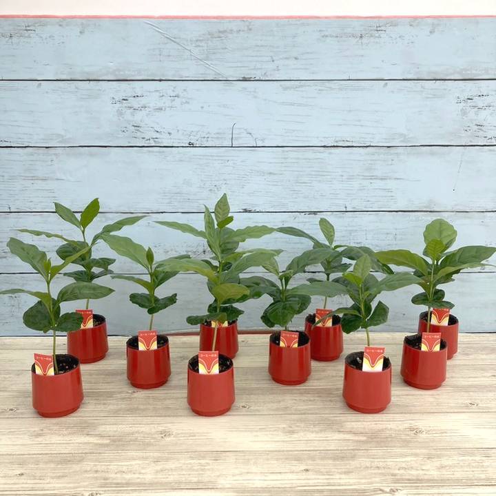 コーヒーの木 2号 10鉢セット｜観葉02-D2 | 観葉・多肉,コーヒーの木