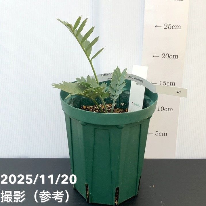 観葉・多肉,ソテツ類の購入なら赤塚植物園オンライン 花の音｜花苗