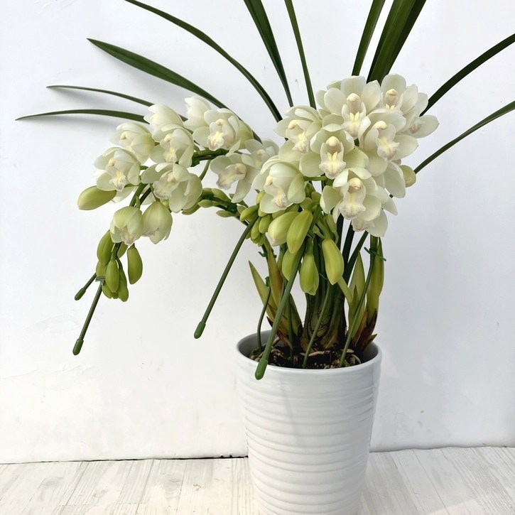 草花,洋ランの購入なら赤塚植物園オンライン 花の音｜花苗