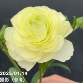 シンビジューム アーチ 7号陶器鉢 4本立 リトルガール スペースシティ