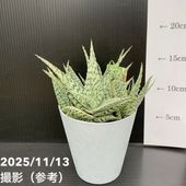 アロエ hyb 4号｜観葉10-TU | □キーワードから探す,珍しい,珍しい観葉