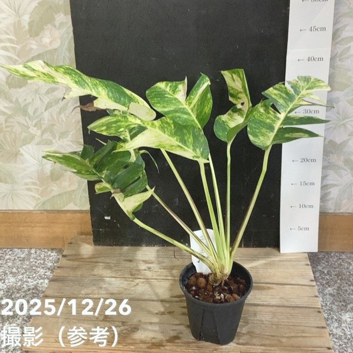 観葉・多肉,アグラオネマの購入なら赤塚植物園オンライン 花の音｜花苗