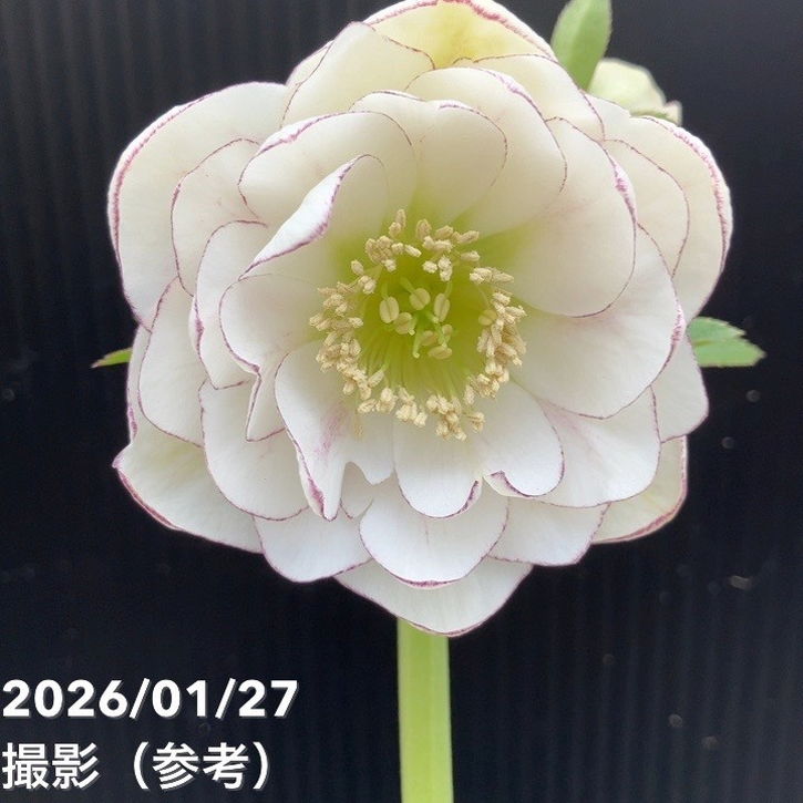 お買い得一点物咲き進み株】加藤農園 ソフトグラデーションクリスマス