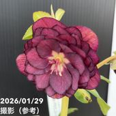 お買い得一点物咲き進み株】加藤農園 クリスマスローズ グロッシー