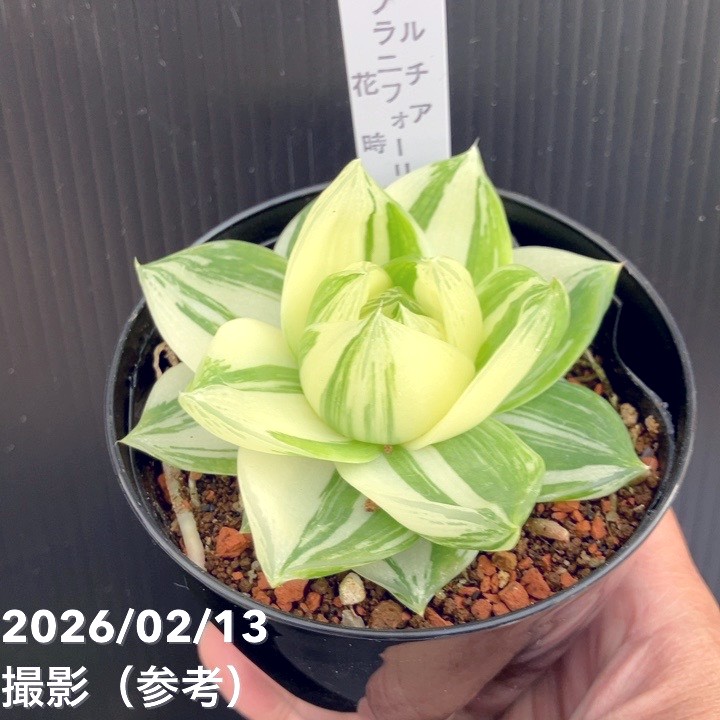 観葉・多肉,ハオルチアの購入なら赤塚植物園オンライン 花の音｜花苗