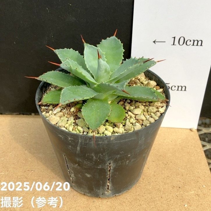 □キーワードから探す,ドライガーデンの購入なら赤塚植物園オンライン