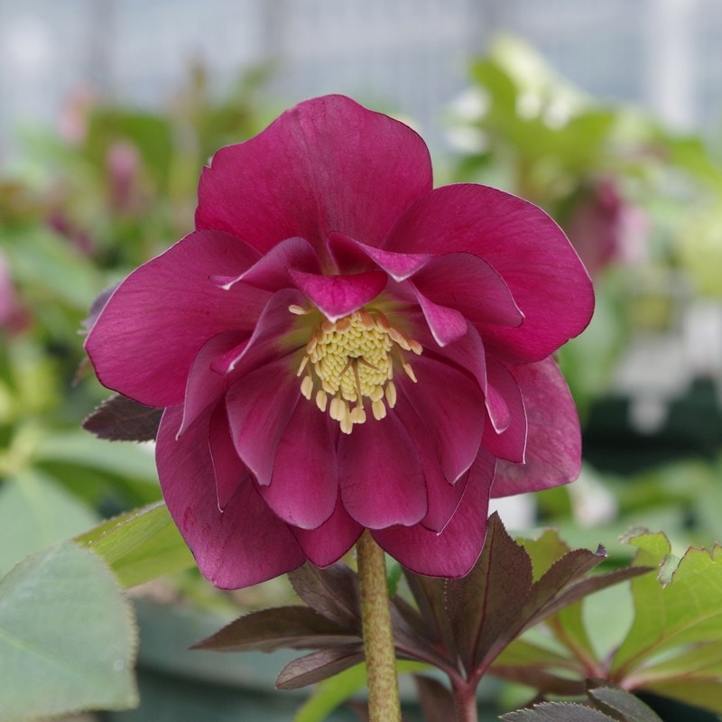 クリスマスローズ 伊勢みやび 3.5号 梅が枝｜山野01-D1 | 草花