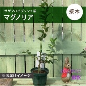 ブルーベリー ノーザンハイブッシュ系 チャンドラー（接木苗）4.5～5号