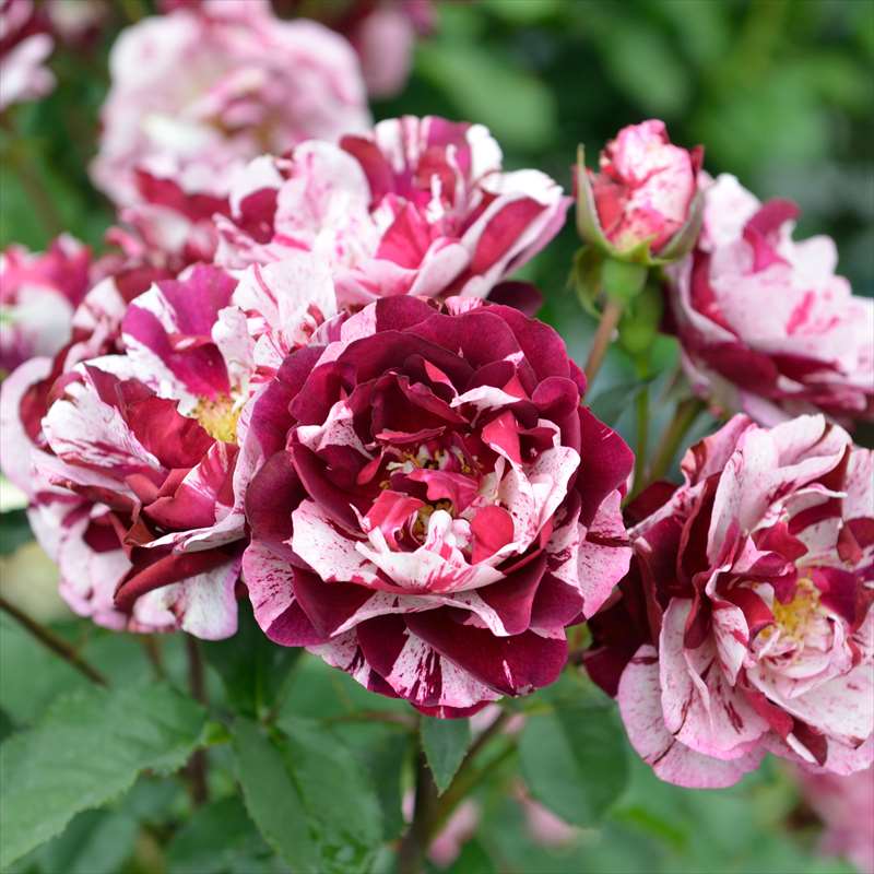 バラ大苗 ニューイマジン 7号 Dorieux｜花木04-PA | 花木・庭木,バラ