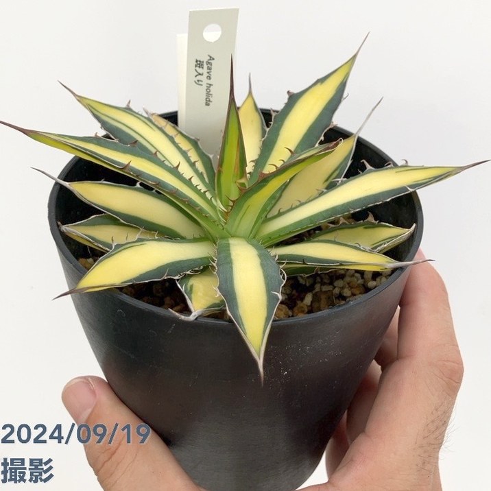 現品お届け】アガベ 4号 ホリダ 錦（斑入り）（A12）｜観葉01-D1