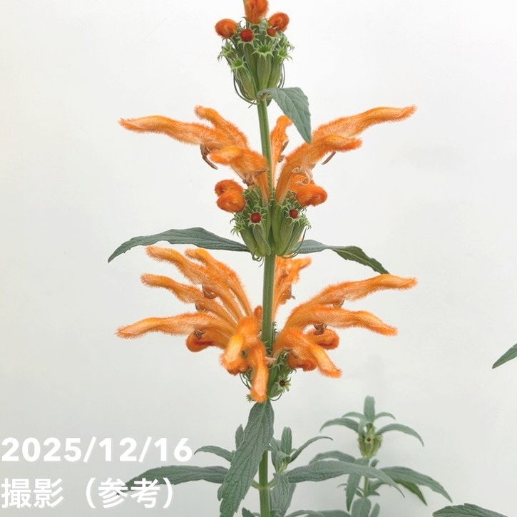 レオノチス 4号 2鉢セット｜草花10-TU | 草花 | 赤塚植物園オンライン
